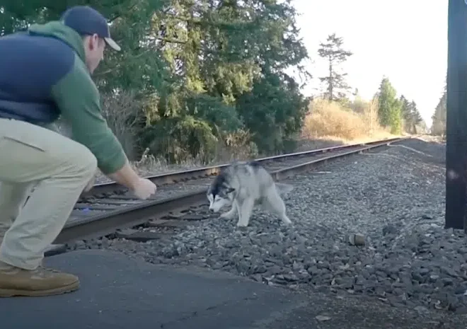 Man Escapes Vehicle to Draw Husky Away from Train Tracks